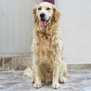 HOLIDAY MOTEL A cute golden retriever dog sitting outdoors, looking cheerful and friendly.